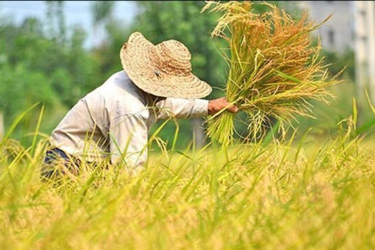 توسعه کشت دوم و راتون بهره‌وری اراضی کشاورزی را افزایش می‌دهد