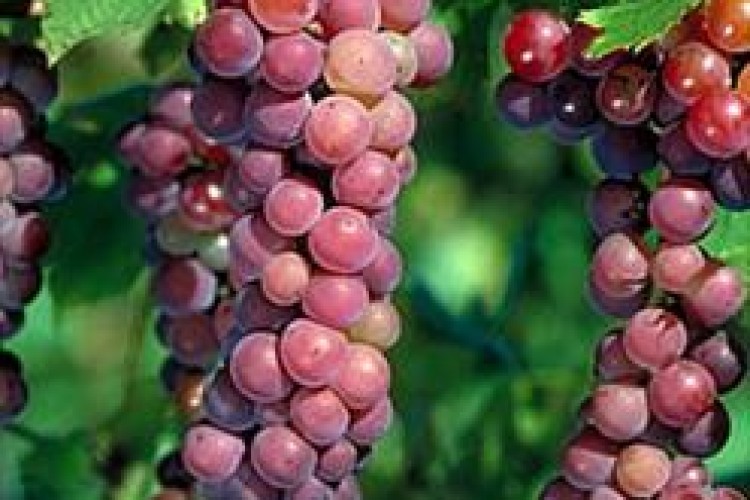 ایجاد زیرساخت‌ برای توسعه ۷۵۰هکتاری باغات انگور و پسته ایوان