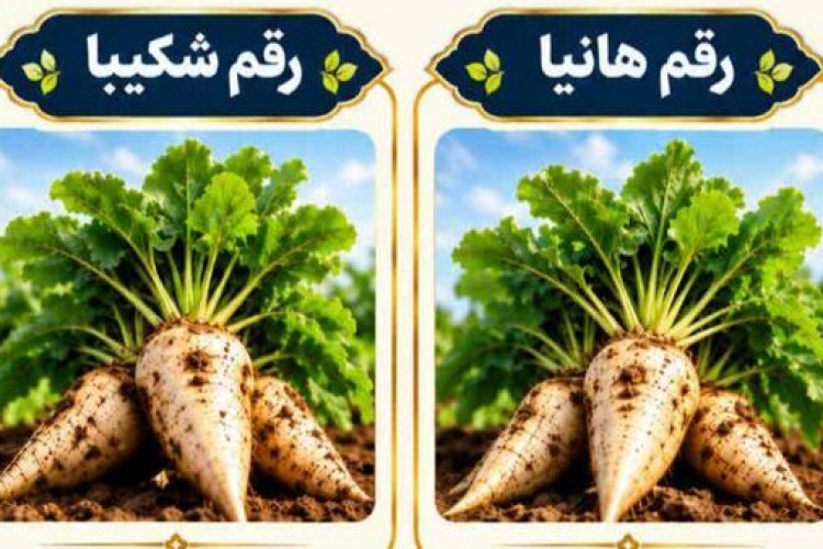 «هانیا» و «شکیبا»؛ دو رقم جدید چغندرقند با عملکرد شکر بالاتر و مقاومت به ریزومانیا