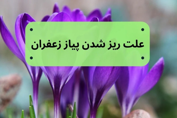 دلیل اصلی کوچک شدن پیاز زعفران همراه با ارائه راهکار