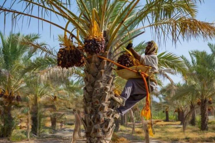 طلای سیاه بلوچستان در مسیر تجاری‌سازی؛ خیز سراوان برای فتح بازارهای صادراتی خرما