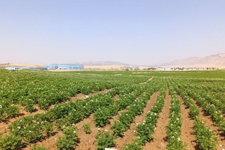 رشد ۲۳۳ درصدی تولید بذر سیب‌زمینی در استان ایلام