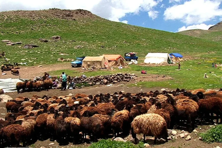 سهم عشایر در تولید گوشت قرمز به ۴۰ درصد می‌رسد