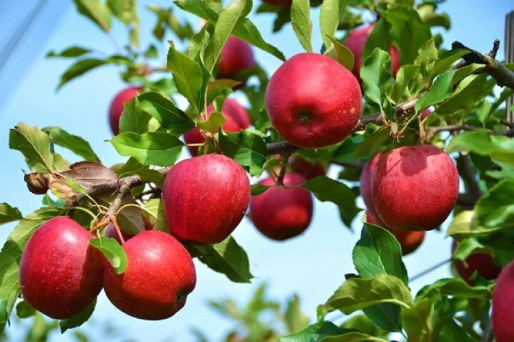 صادرات سیب ایران به ترکیه ۶۵ برابر شد/ هدف‌گذاری برای توسعه مسیرهای جایگزین صادراتی