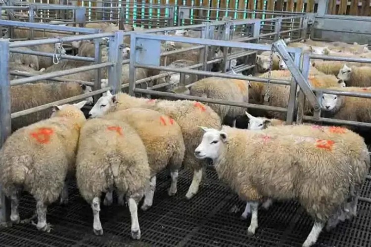 گمرک بیله‌سوار تنها پایانه ترانزیت دام است