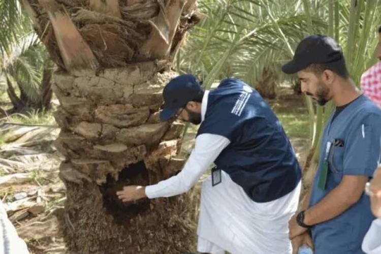 آزمایش روش تزریق برای درمان درختان آلوده به سرخرطومی حنایی خرما