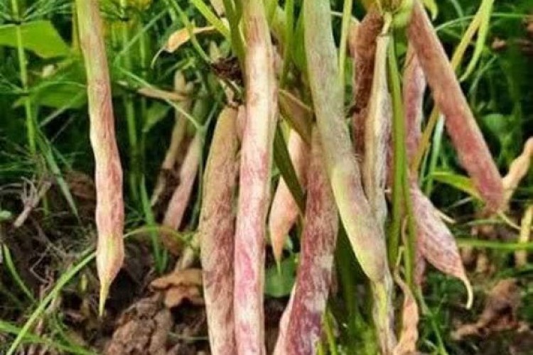 لوبیای معرفی‌شده در خمین، کارایی مصرف آب را ۳ برابر افزایش داد