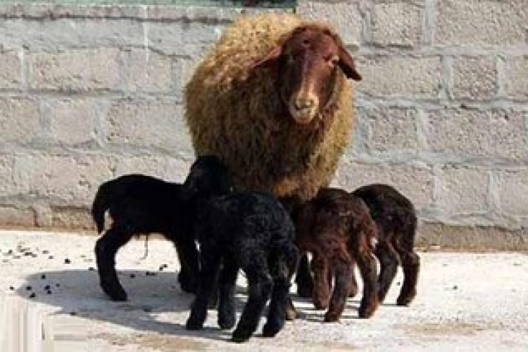 مشارکت ۱۷۰ روستای زنجان در طرح اصلاح نژاد گوسفند افشاری