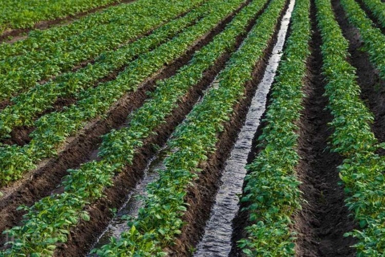 ۳۷ طرح کشاورزی یزد در مسیر توسعه تولید و امنیت غذایی قرار گرفت