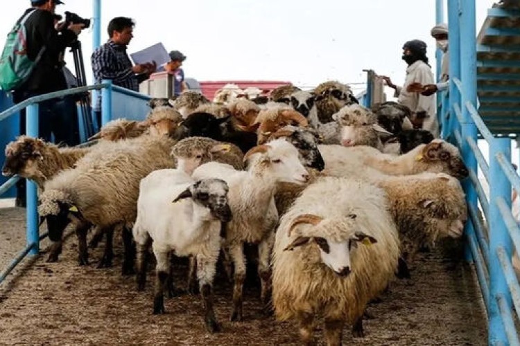 قیمت و عرضه دام زنده در مدار ثبات/بیش از ۵۰ درصد گرانی گوشت ریشه در جو حاکم در بازار دارد