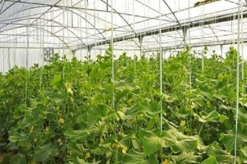 وزیر جهاد کشاورزی گلخانه دهکده سلامت نظرآباد البرز را افتتاح کرد