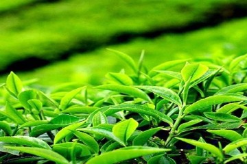 عقد قرارداد با ۳۰ کارخانه برای خرید برگ سبز چای