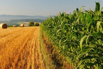 تحقیقات کشاورزی با شعار سال و آثار تغییر اقلیم متناسب شود