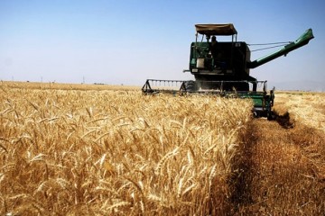 پیش بینی خرید 200 هزار تن گندم در استان مرکزی