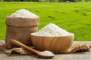 انعقاد ۲۵ هزار هکتار کشت قراردادی برنج در استان‌های شمالی