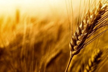 تولید گندم امسال در استان سمنان ۱۲۰ هزار تن برآورد شد