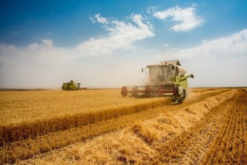 افزایش ۱۳.۵ درصدی تولید غلات ایران