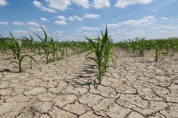 خسارت ۸۵۰ میلیاردی خشکسالی به زمین‌های کشاورزی بروجرد