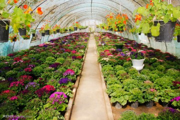 ایجاد بیش از ۲۵ هزار گلخانه در کشور