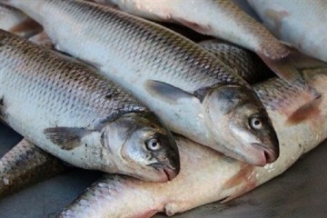 ۱۱۰۰ تن ماهی در سبزوار تولید شد
