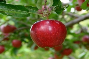 آذربایجان شرقی دومین قطب تولید سیب کشور است
