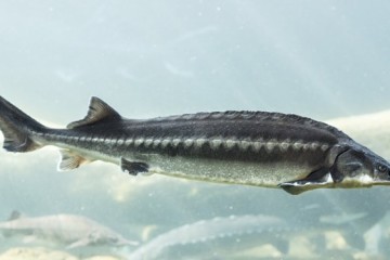 صید ماهیان خاویاری در دریای خزر برای یکسال دیگر ممنوع شد