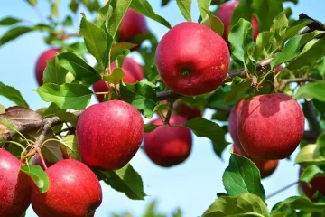 شهرستان مراغه قطب تولید سیب آذربایجان شرقی است