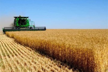 خرید ۷.۵ میلیون تن گندم از کشاورزان به ارزش ۸۳ هزار میلیارد تومان