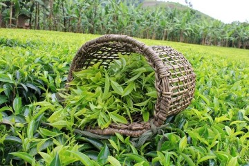 تولید بیش از ۱۱۶ هزار تن برگ سبز چای