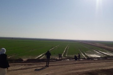اجرای طرح ملی گندم بنیان در سه هزار و۲۵۰هکتار از زمین‌های کشاورزی خرمشهر