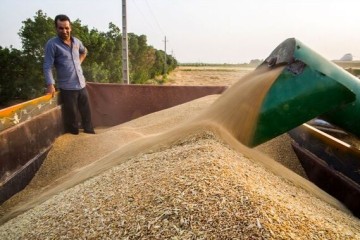ذخایر گندم کشور ۱.۵ برابر میانگین جهانی است
