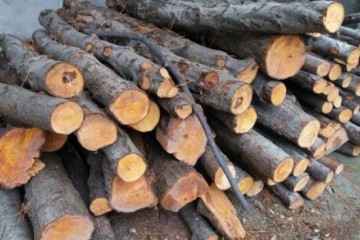 یگان حفاظت منابع طبیعی در ورودی کارخانه‌های چوب اردبیل مستقر شد