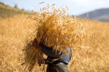نیازی به واردات گندم برای تامین نان کشور نداریم