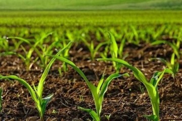 کردستان رتبه نخست کشور را در کشاورزی قراردادی کسب کرد