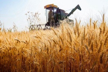 کشت قراردادی در ۹۱ درصد از مزارع گندم سیستان و بلوچستان اجرا شد