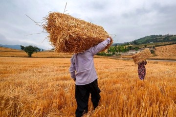 کشت ۹۰ درصدی گندم و جو در دیمزارهای کشور