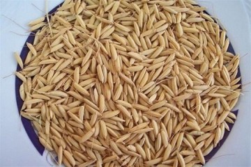 تولید ۱۷۵۰ تن بذر گواهی شده برنج در گیلان