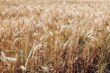 ۶ میلیون هکتار از اراضی کشور در سال جاری زراعی زیرکشت گندم رفت