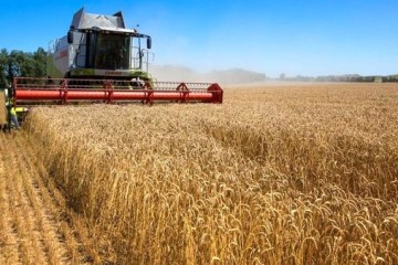 دولت عراق هر کیلوگرم گندم را 28 هزار تومان می‌‎خرد