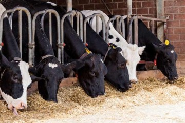 افزایش گاو و گوساله کشتاری در دامداری‌های کشور