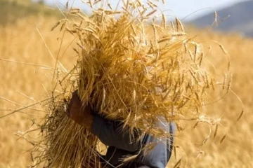 نهایی شدن قیمت گندم باید به تایید رییس دولت برسد