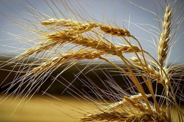 رکورد بی‌سابقه خرید ۶۲ هزار تن گندم در سیستان و بلوچستان