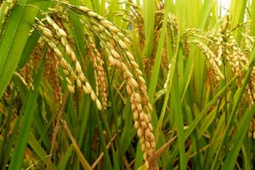 اصلاح ژن‌های برنج دستاوردی بزرگ در مواجهه با گرسنگی در جهان