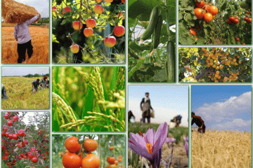 ظرفیت فرآوری ۹۵ میلیون تن محصولات کشاورزی در کشور فراهم است