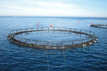 افزایش تولید ماهی در قفس در دستور کار است