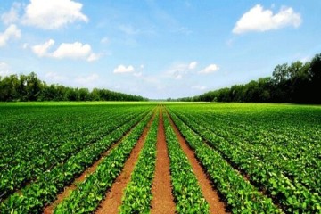 ۶۰۰ رقم بذر محصولات زراعی با همت محققان در البرز تولید شد