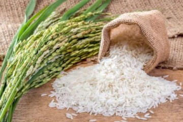 خرید تضمینی برنج مازندران نیازمند اعتبار ویژه است