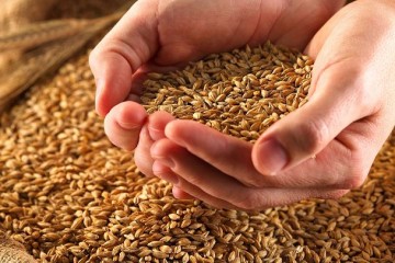 واردات گندم به ایران 48 درصد کاهش یافت
