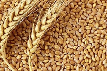 کاهش بیش از 9 دلاری قیمت گندم در بازارهای جهانی