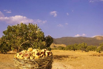 فائو سایت جدید میراث کشاورزی مهم جهانی در ایران را شناسایی کرد
